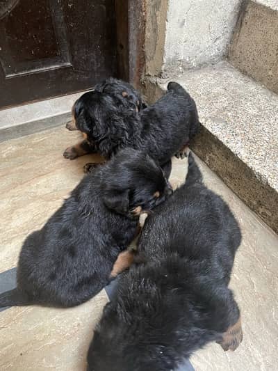 original German Rottweiler male