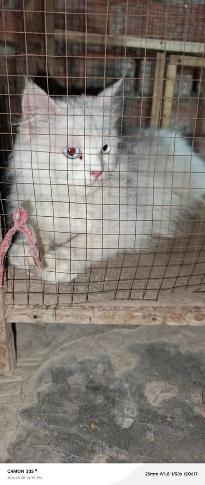 Cat For Sale