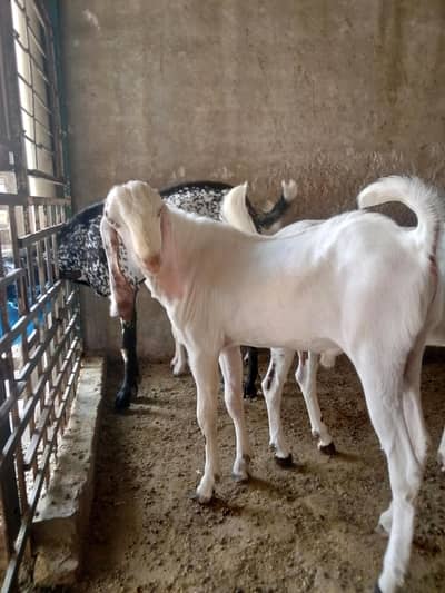 Bakra for sale