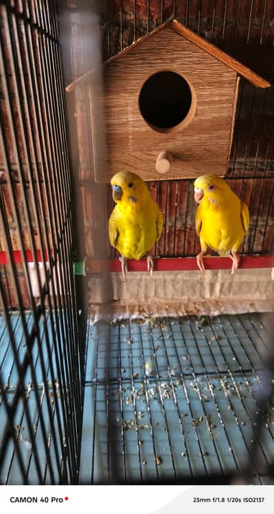 budgie pair available for sell