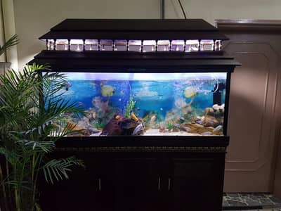 Fish Aquarium