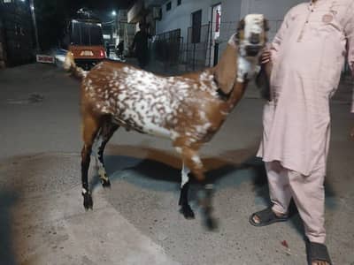 Bakra Two Teeth