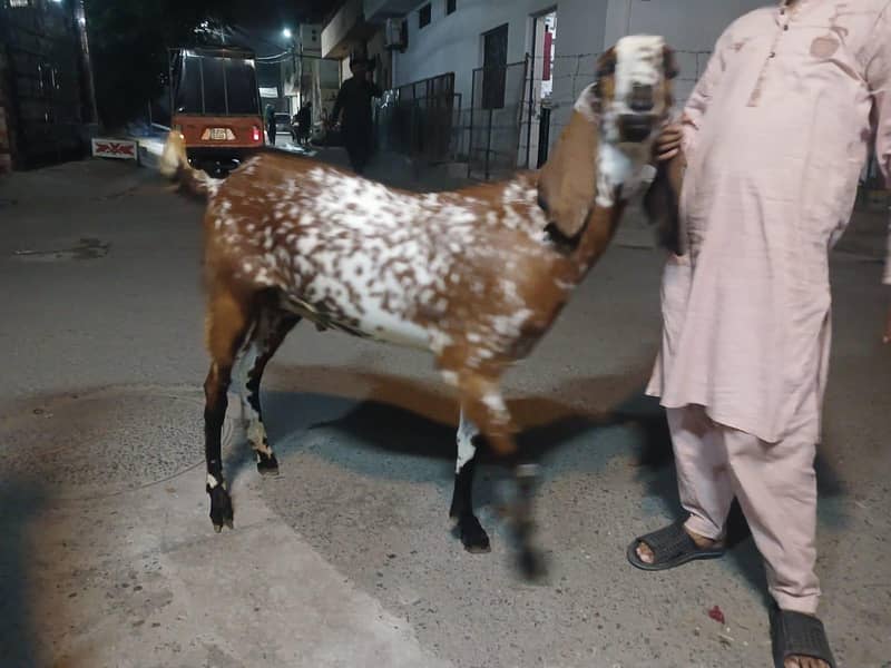 Bakra Two Teeth 0