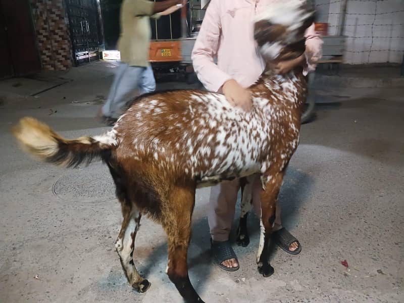 Bakra Two Teeth 1