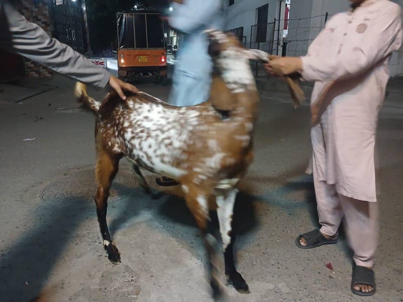 Bakra Two Teeth 2