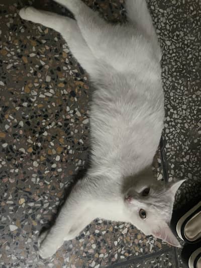 Persion cat white color