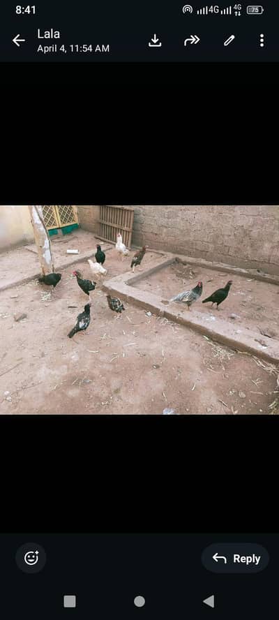aseel mugay mugia Total 9 piece