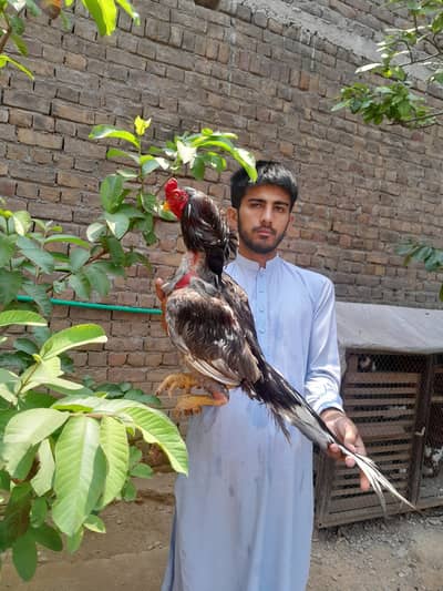quality aseel chick's for sale