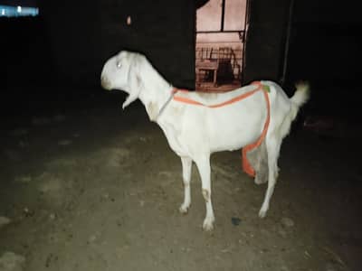 one female goat for sale