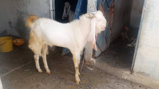 Bakra Gulabi