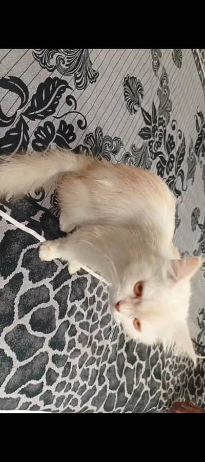 punch face female cat for sell double coated