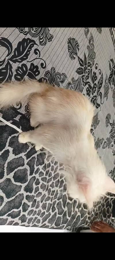 punch face female cat for sell double coated