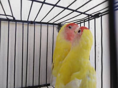 Lovebird for sale 2 pair