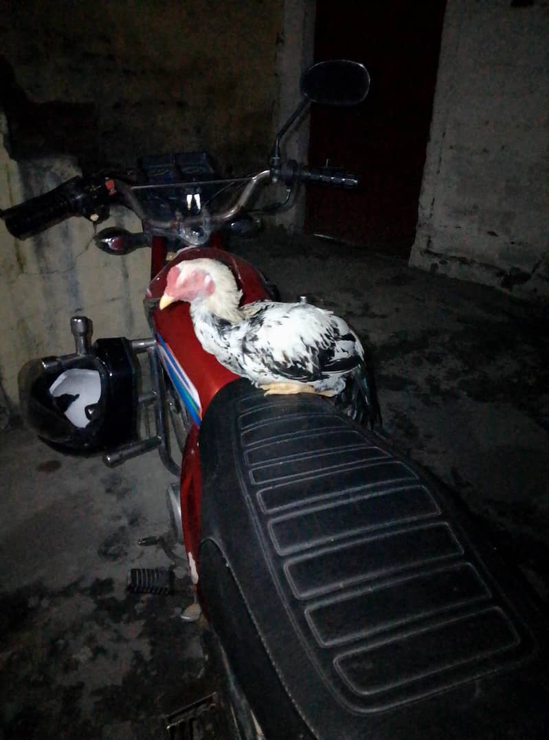sel murga 0