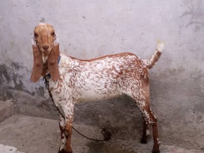 Bakra for sale Qurbani 2026k liye