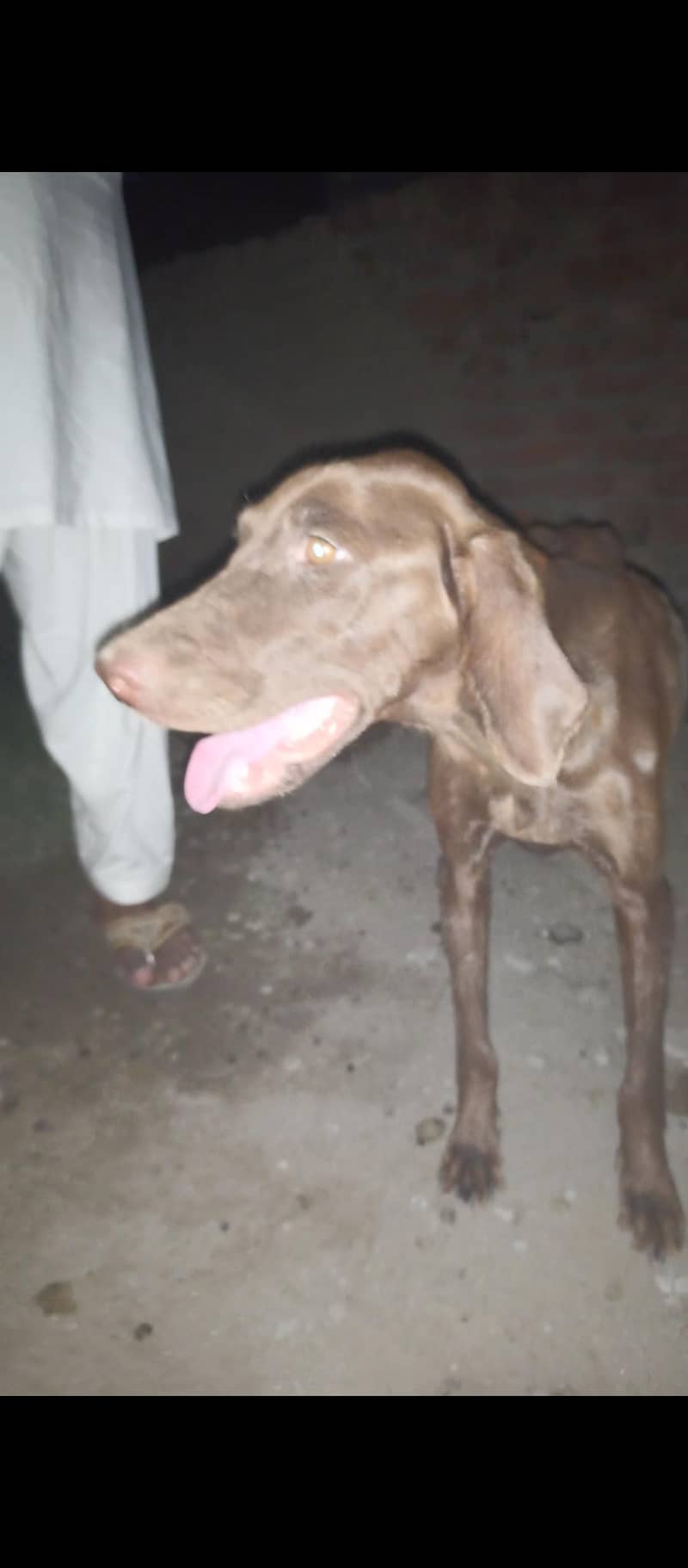 pointer female 1