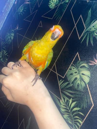 sun counre male or white ringneck male