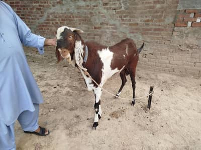 Bakara For Sale