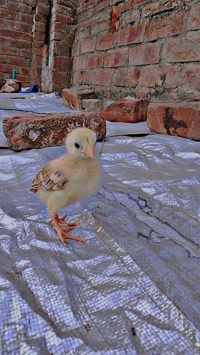 aseel chicks for sale