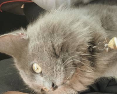 Grey Persian male cat