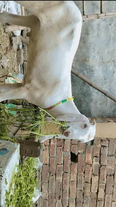 Ma Sha Allah, 2 Dant Khasssi Bakra, white Beauty