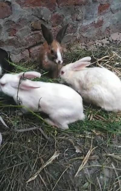 rabbit 600