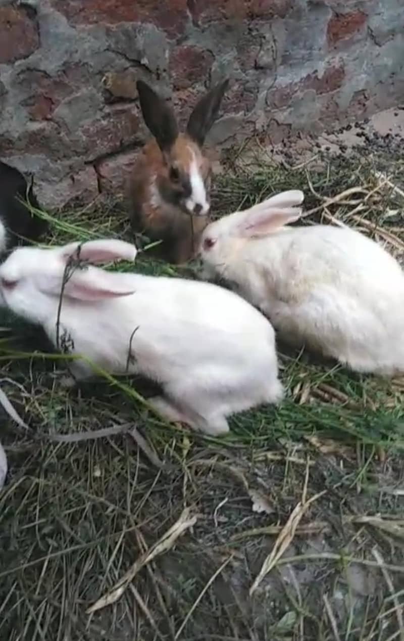 rabbit 600 0