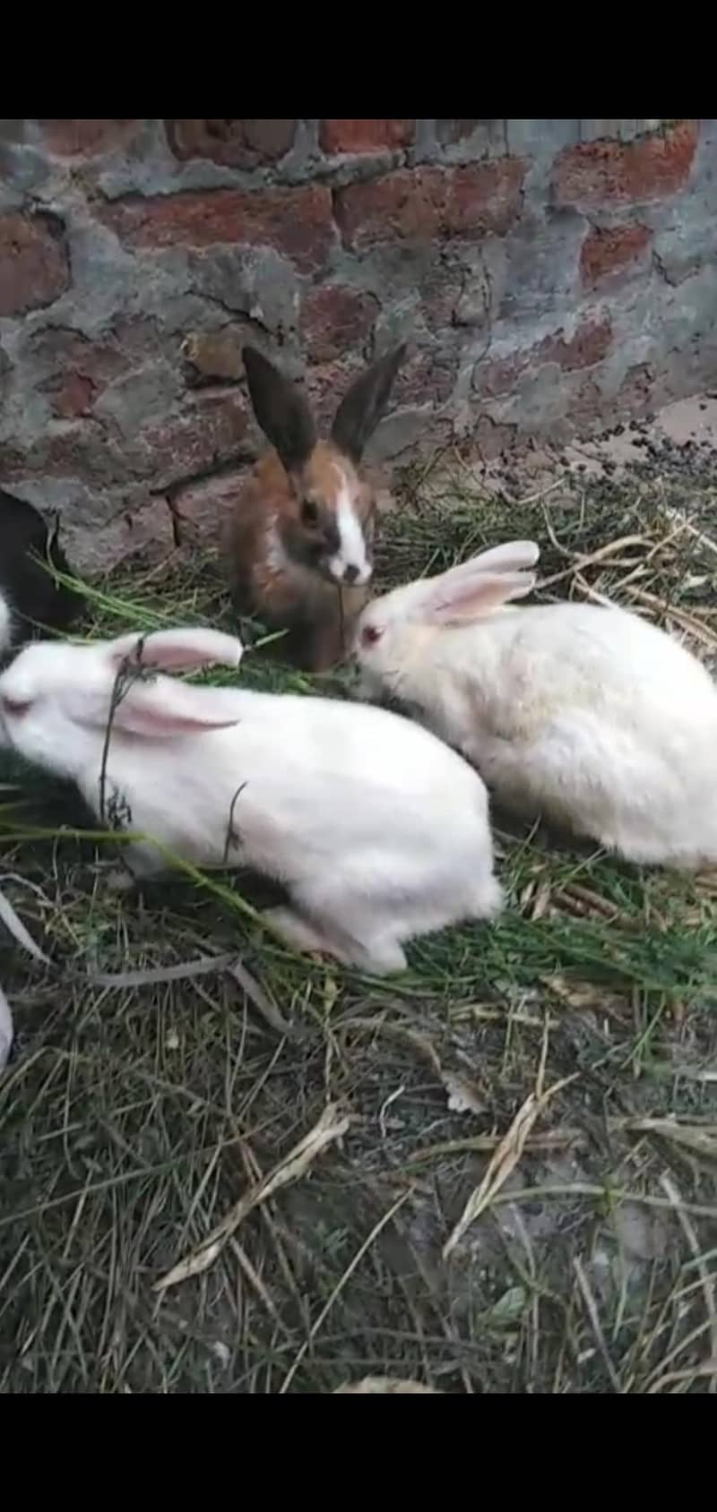rabbit 600 2