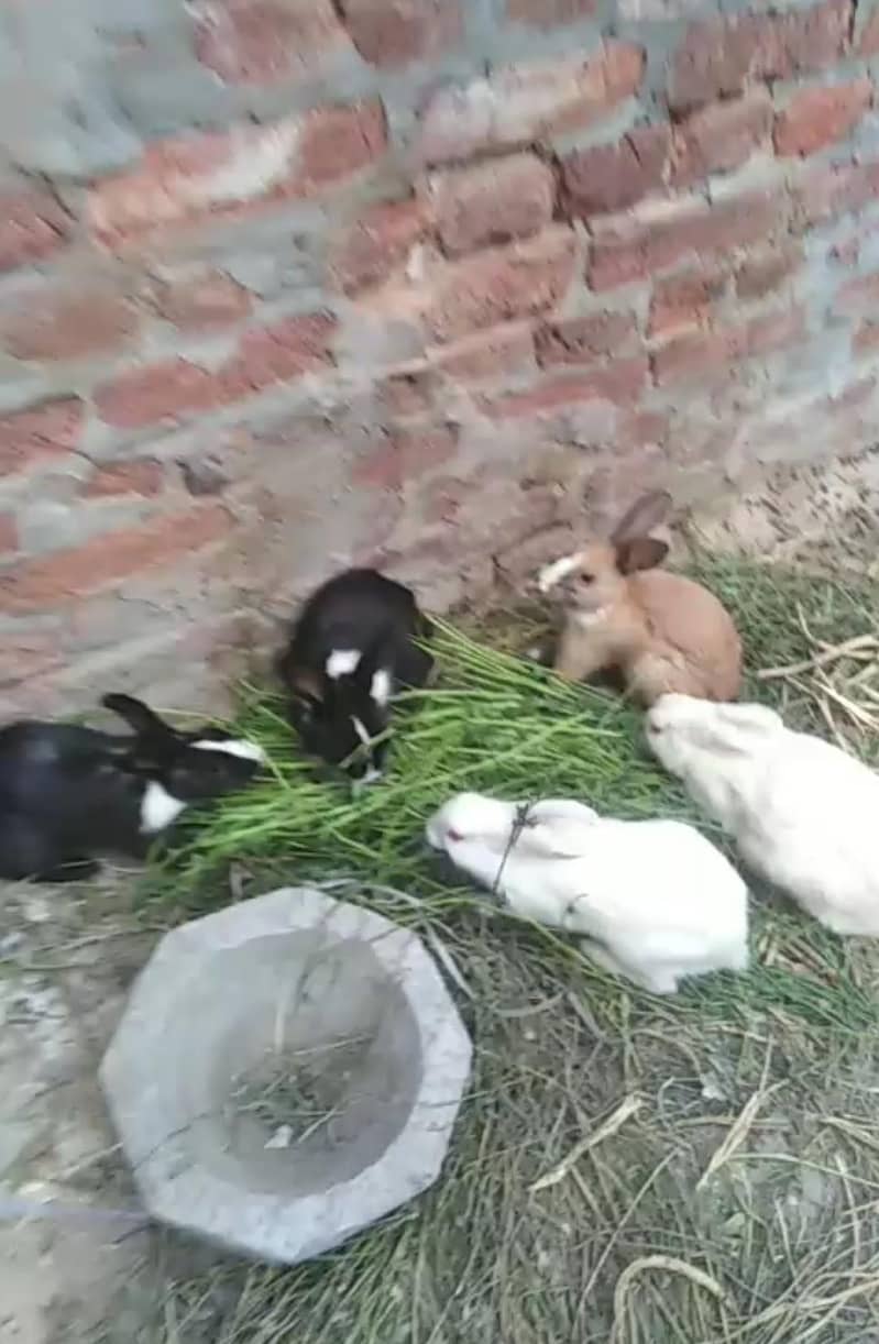 rabbit 600 3