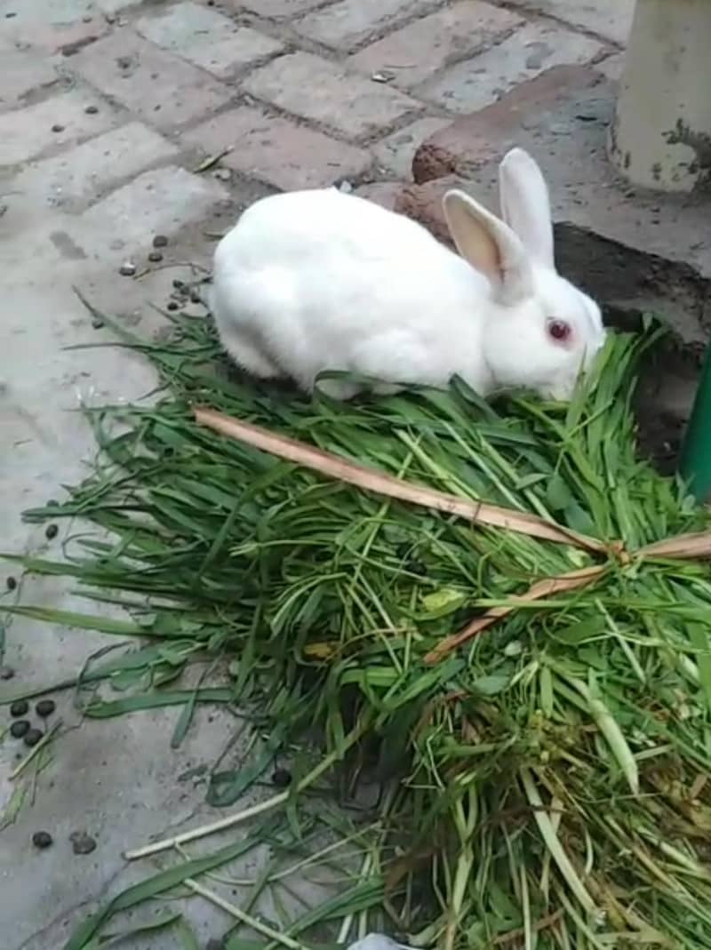 rabbit 600 10
