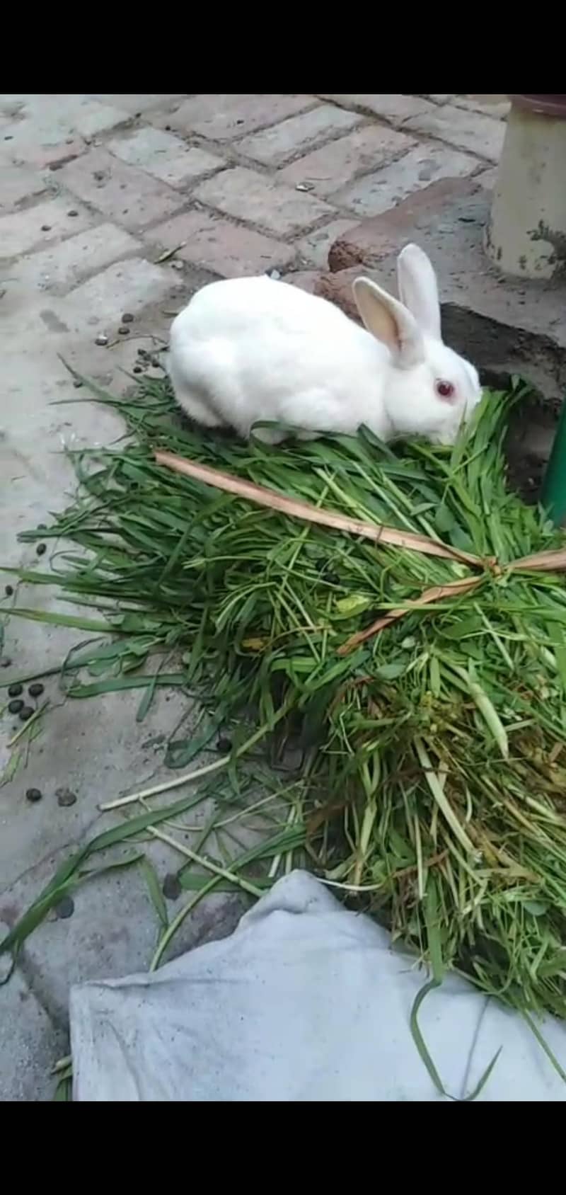 rabbit 600 11