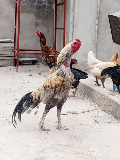Top Quality Thai Cross Breeder