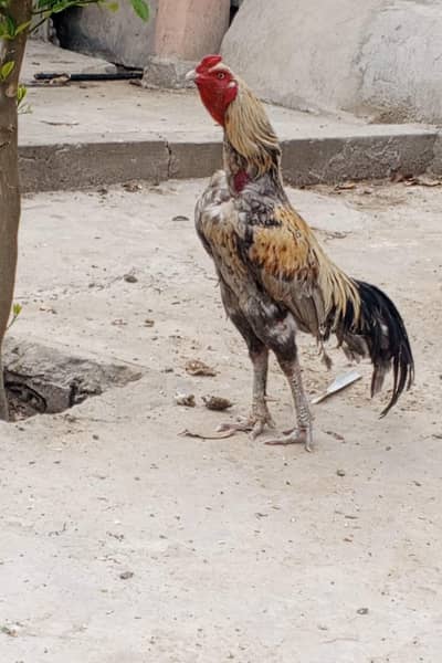 Top Quality Thai Cross Breeder