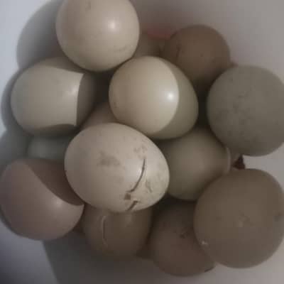 phisent k fertile and fresh eggs available Hain  location supply abbot