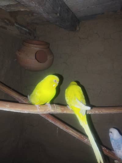 budgies parrot