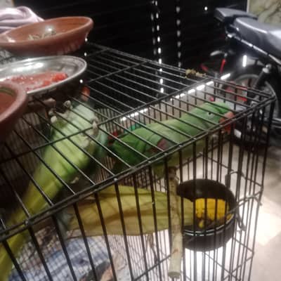 parrot