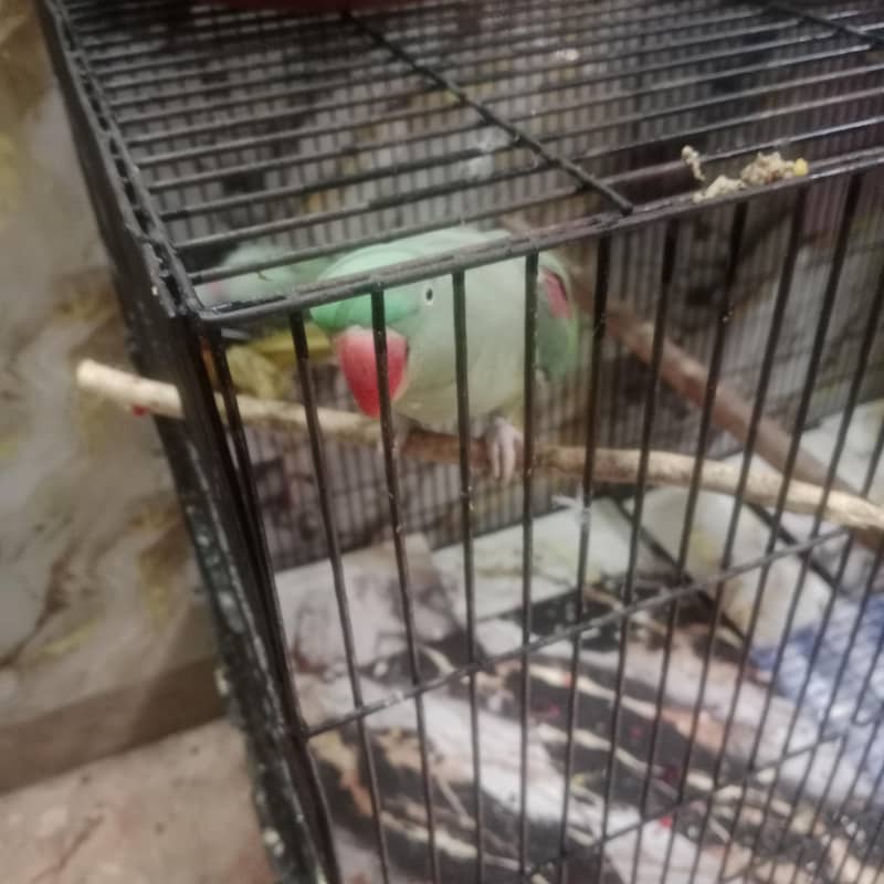 parrot 1