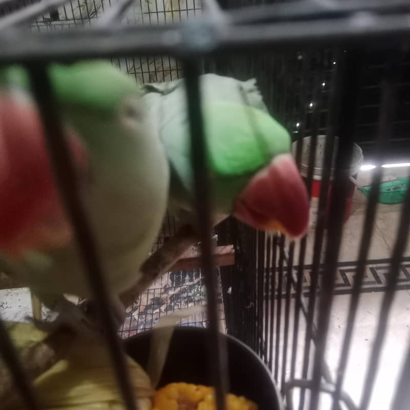 parrot 2