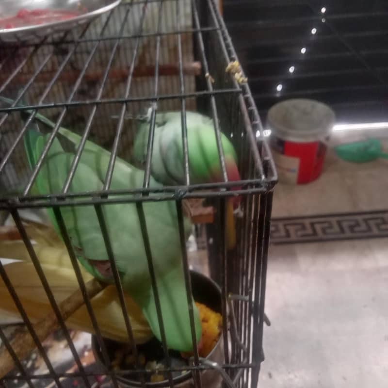 parrot 3