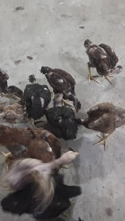 Aseel mianwali