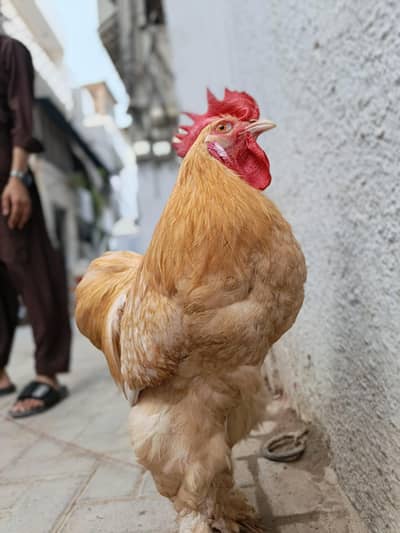 Golden buff