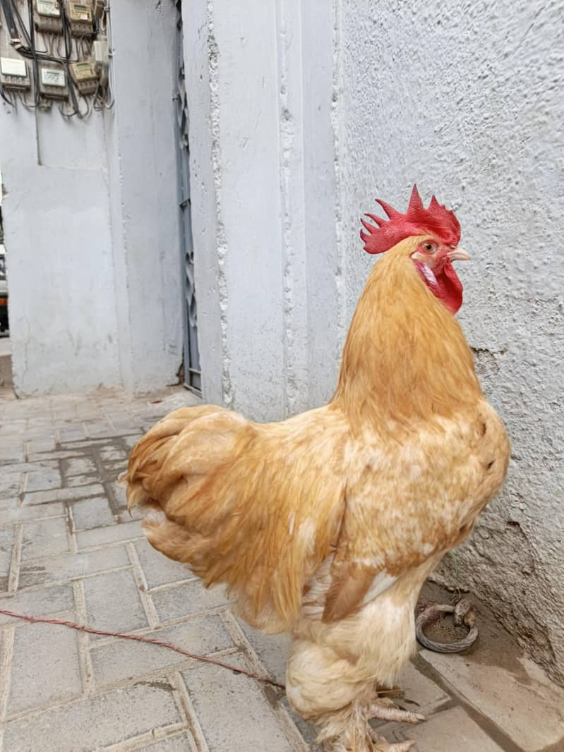Golden buff 1