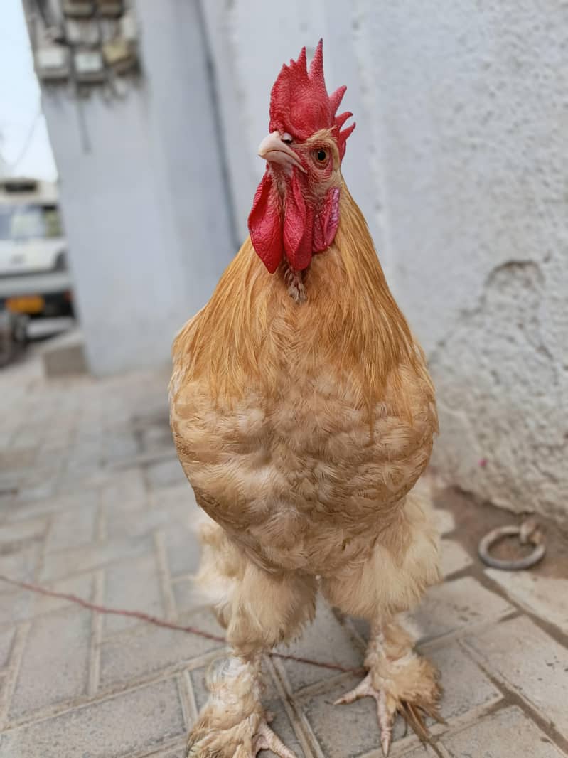 Golden buff 2