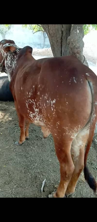 Donda wacha for qurbani