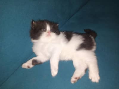 Persian kittens high quality breed  03153252520