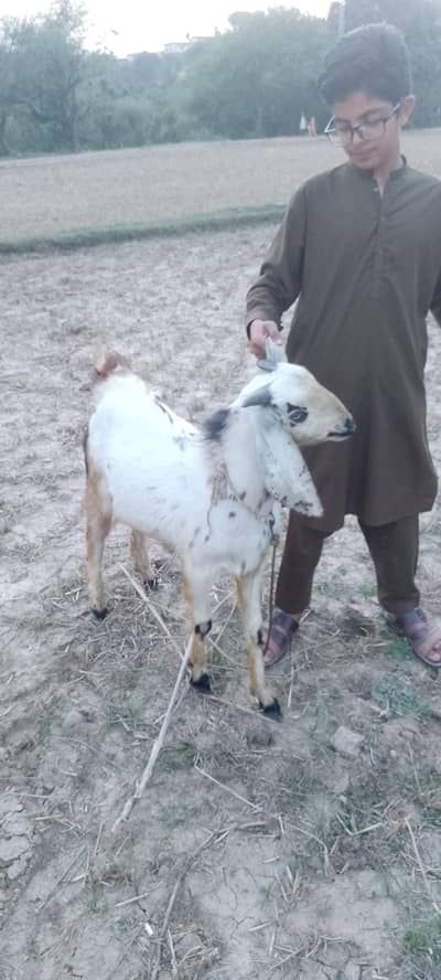 qurbani ke liye bakra