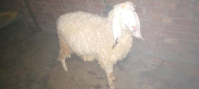 Qurbani k chatry