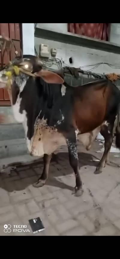 sahiwal ka vip bachra ha heavy janwer 4 dant