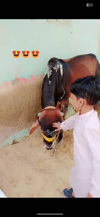 sahiwal ka vip bachra ha heavy janwer 4 dant