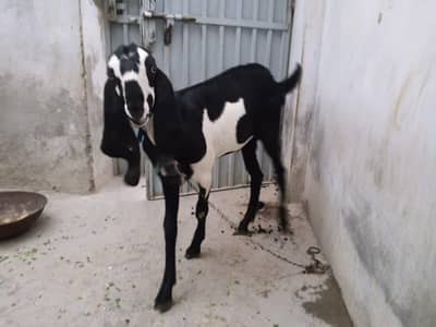 Qurbani 2026k liye Bakra for sale